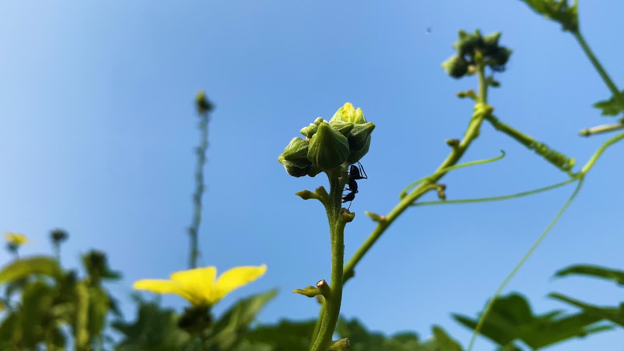 Close up shoot of Black carpenter ant crawling on a plant bud