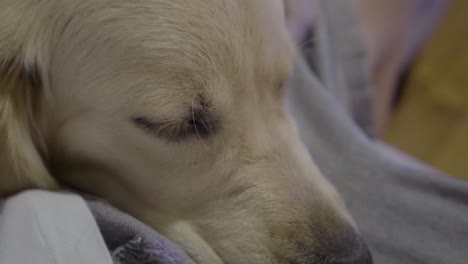 Perro-Golden-Retriever-Durmiendo-La-Siesta-En-El-Regazo-De-Las-Personas-En-Un-Sofá