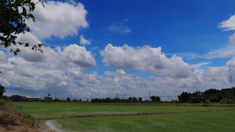 moving cloud and blue sky over rice field at noon in thailand, time lapse
