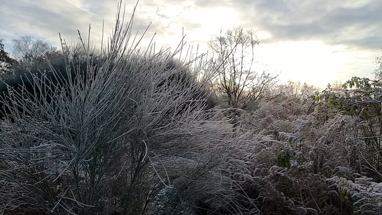 Hoar frost covering winter ferns and woodland foliage close up panning across leaves and bracken