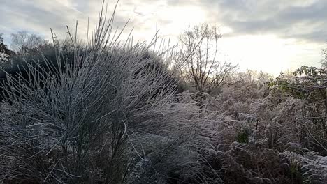 Raureif-Bedeckt-Winterfarne-Und-Waldlaub-Aus-Nächster-Nähe-Und-Schwenkt-über-Blätter-Und-Adlerfarn