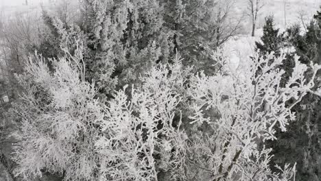 Intensiver-Raureif-Zwischen-Den-Baumwipfeln-Mit-Einer-Wunderschönen-Winterwaldkulisse-Dahinter