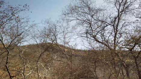 tracking shots of trees and landscape in ranthambore national park in heat of the day at ranthambore national park, rajasthan, india