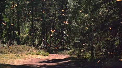 a massive swarm of monarch butterflies over a path in the forest