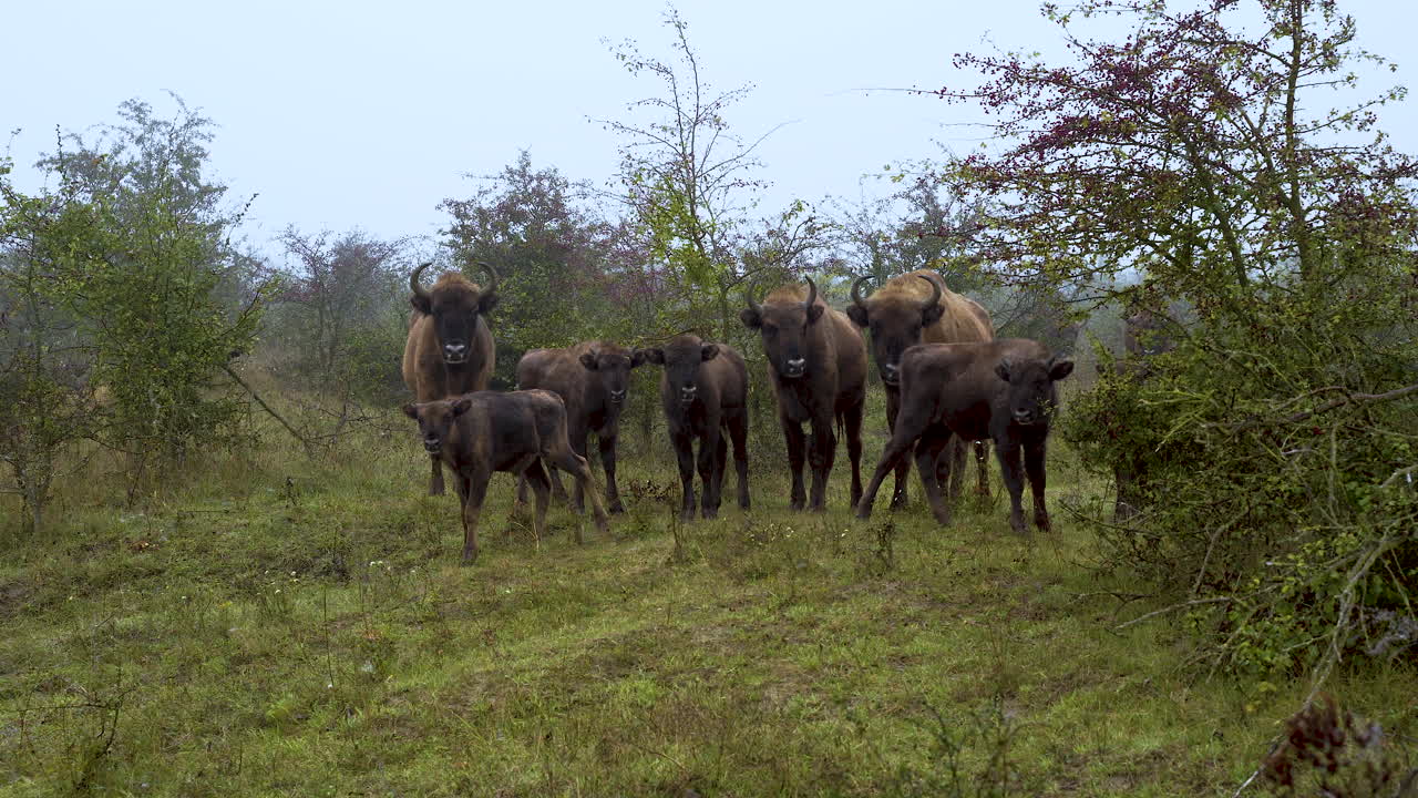 pequeña manada de bisontes europeos parados en un campo tupido,niebla,chequia