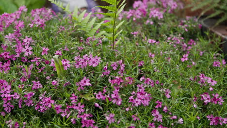 pink flowers and ferns in a garden
