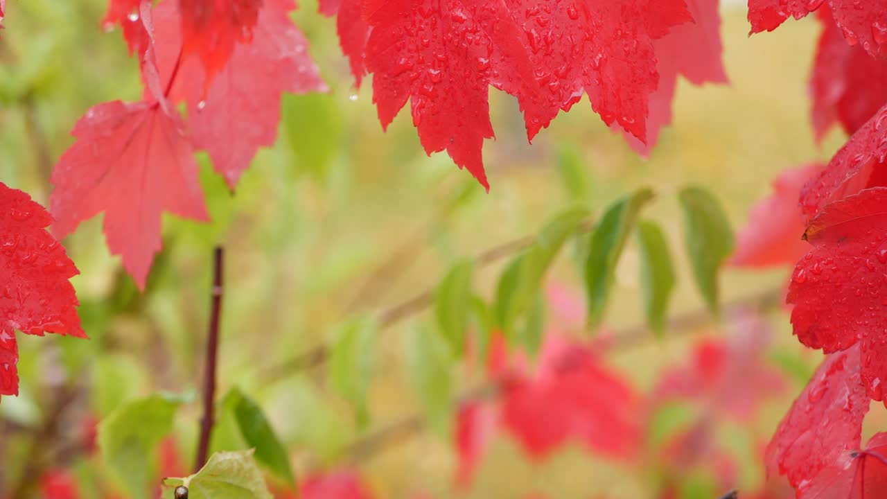 Rain drops, red autumn maple tree leaves. Water droplet, wet fall leaf in forest