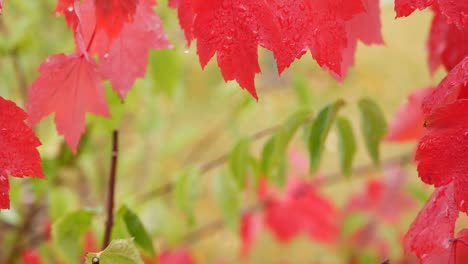 rain drops, red autumn maple tree leaves. water droplet, wet fall leaf in forest