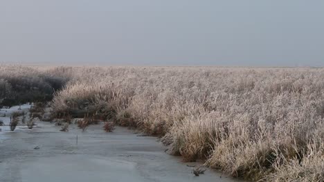 Vegetación-Cubierta-De-Escarcha-En-Marismas-Por-El-Mar-De-Wadden