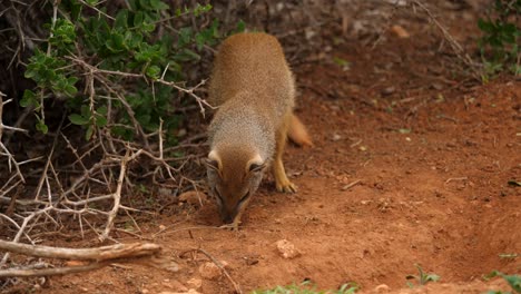 A-curious-yellow-mongoose-is-digging-quickly-in-the-dirt