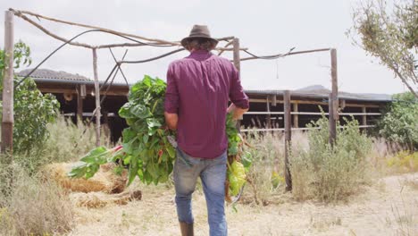 hombre caucásico recogiendo verduras en el invernadero