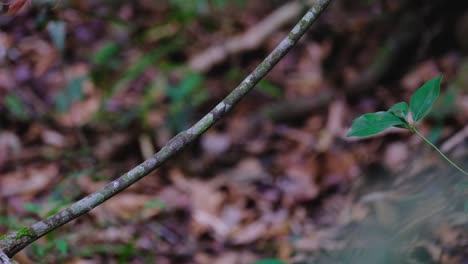 Red-headed-Trogon,-Harpactes-erythrocephalus,-Thailand