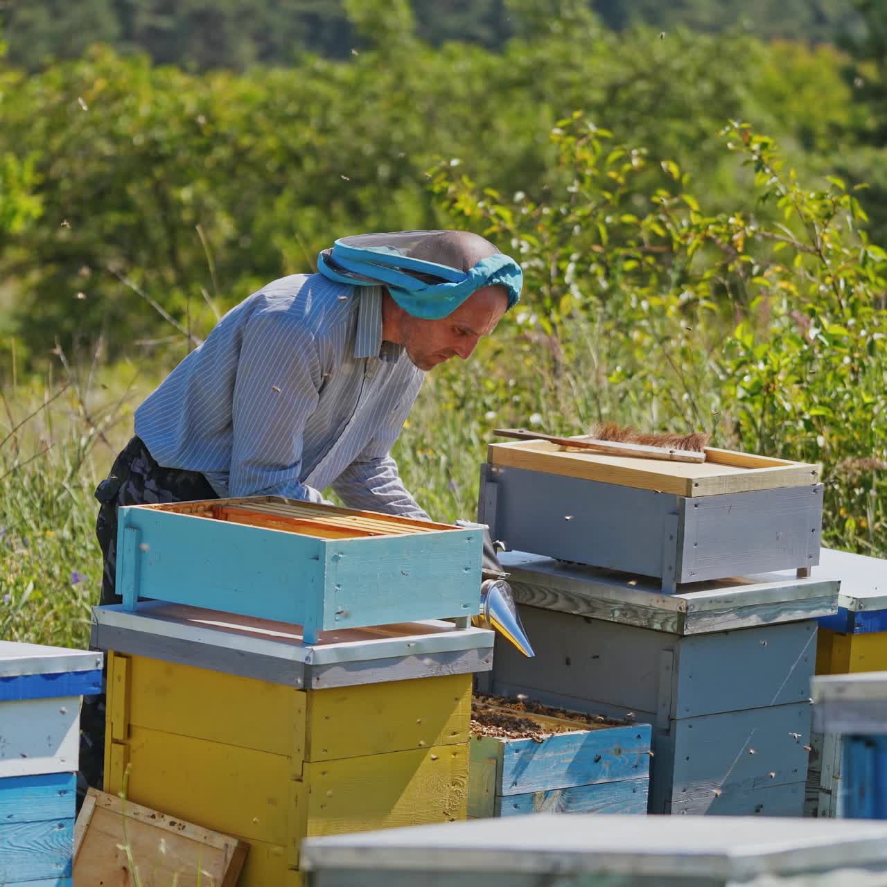 Beekeeper near hives in green garden. Experienced apiarist man looks after bees in bee houses. Many bees flying around. Beekeeping concept.
