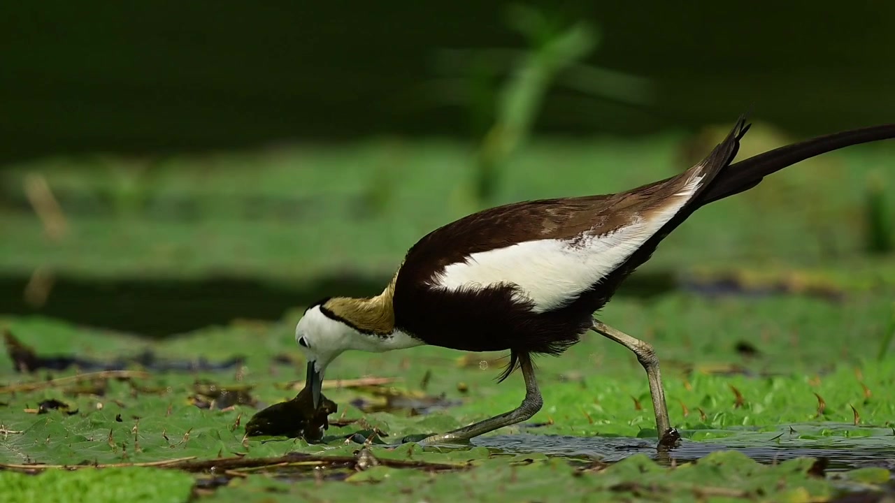 Uno scatto dettagliato di profilo di un'elegante Jacana dalla coda di fagiano che mostra le sue caratteristiche lunghe piume della coda, il viso bianco e una brillante macchia giallo-dorata sulla nuca