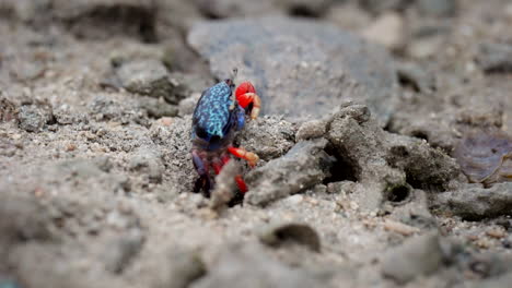 Sifting-through-sandy-environment,-Fiddler-crab-extracts-edible-nutrients