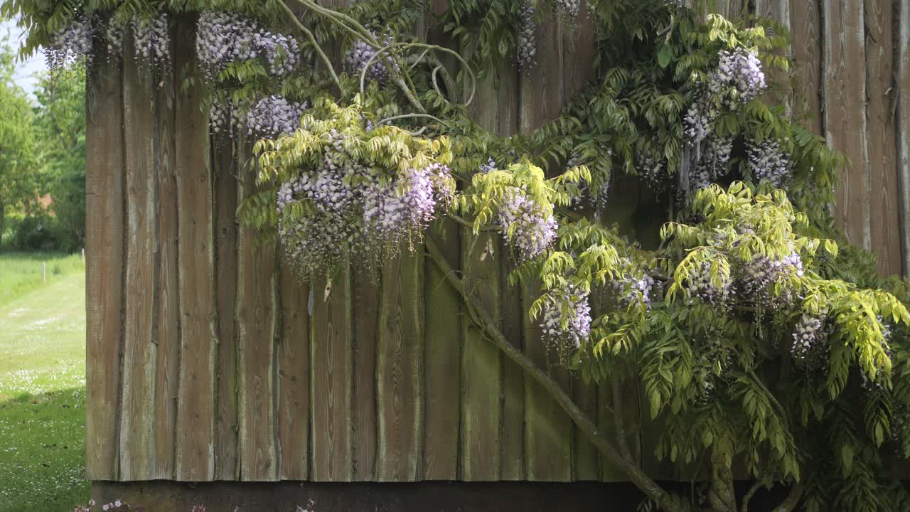 Blooming wisteria sinensis bush growing against wooden wall of house