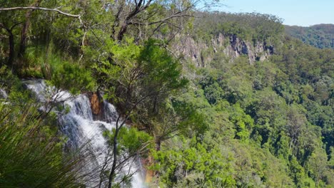 springbrook national park water stream to waterfalls, gold coast, queensland, australia