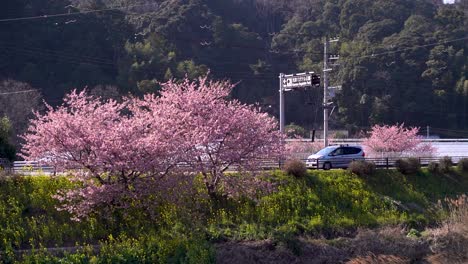 medium shot of vibrant pink cherry blossom trees growing on slope of riverbed