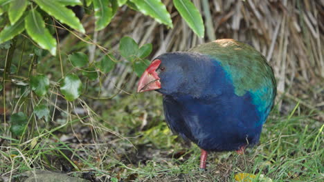 un primer plano de un pantano takahe en peligro de extinción en un día de viento