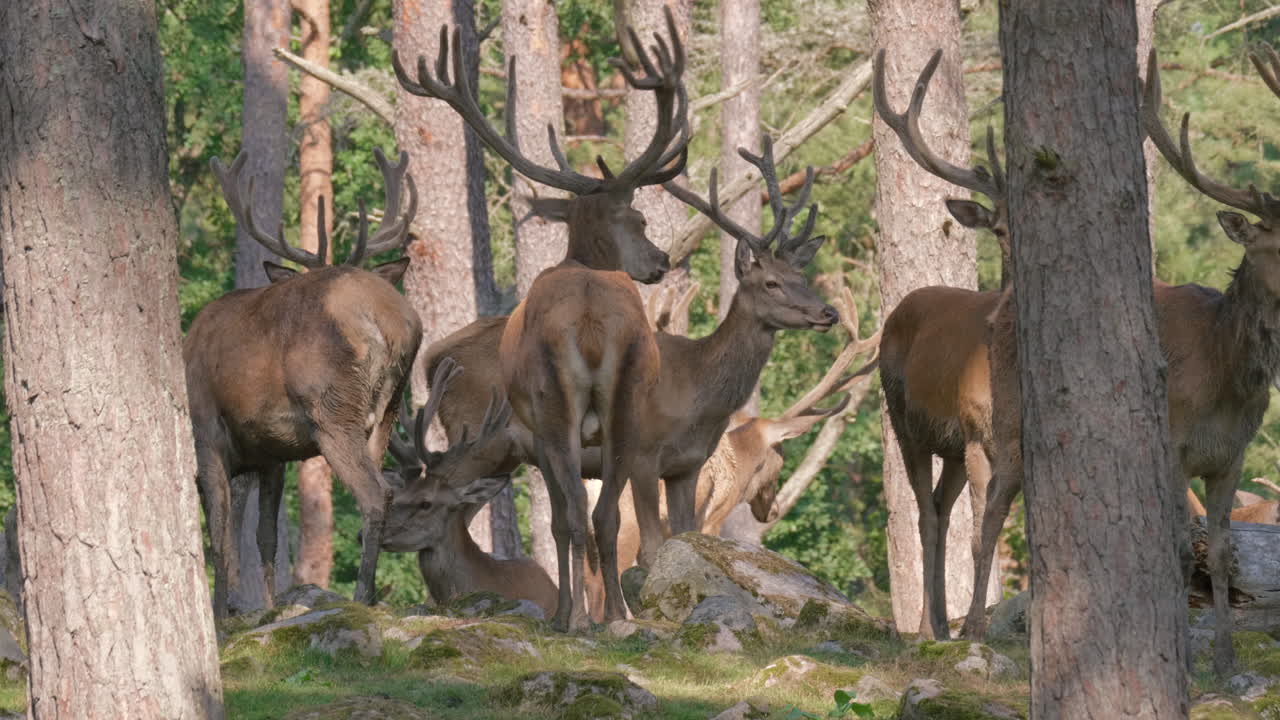 una manada de ciervos rojos con grandes cuernos de pie tranquilamente en el bosque