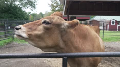 close up portrait of a brown rumiant cow head face chewing and ruminating