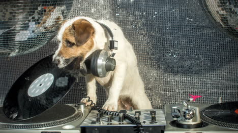 Perro-DJ-4K-15