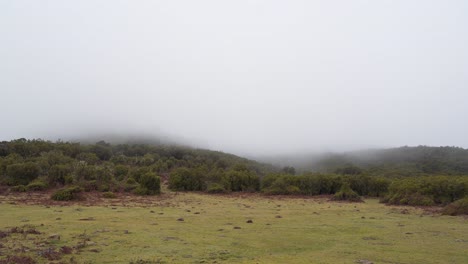 Vista-Del-Bosque-De-Laurisilva-En-Un-Día-De-Invierno,-Bosque-Lluvioso-De-Fanal-Madeira-Cubierto-Por-Algo-De-Niebla.