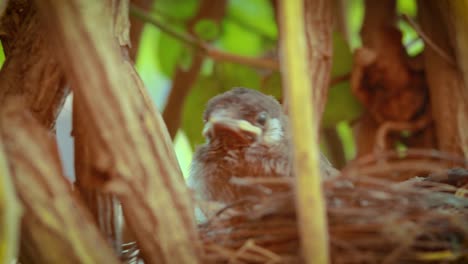 young chicks resting at nest from flat angle at day