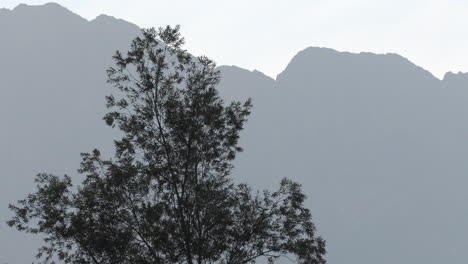 Nice-framing-of-a-tree-and-in-the-background-the-majestic-mountains-of-the-French-Alps