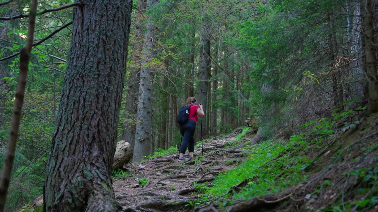 Nainen patikoi metsäpolkua pitkin tiheiden havupuiden ympäröimänä Sloveniassa. Seurantakuva.
