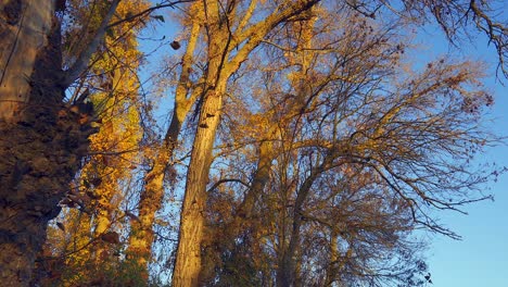 Schöne-Aussicht-Auf-Den-Wald-Bei-Sonnenuntergang