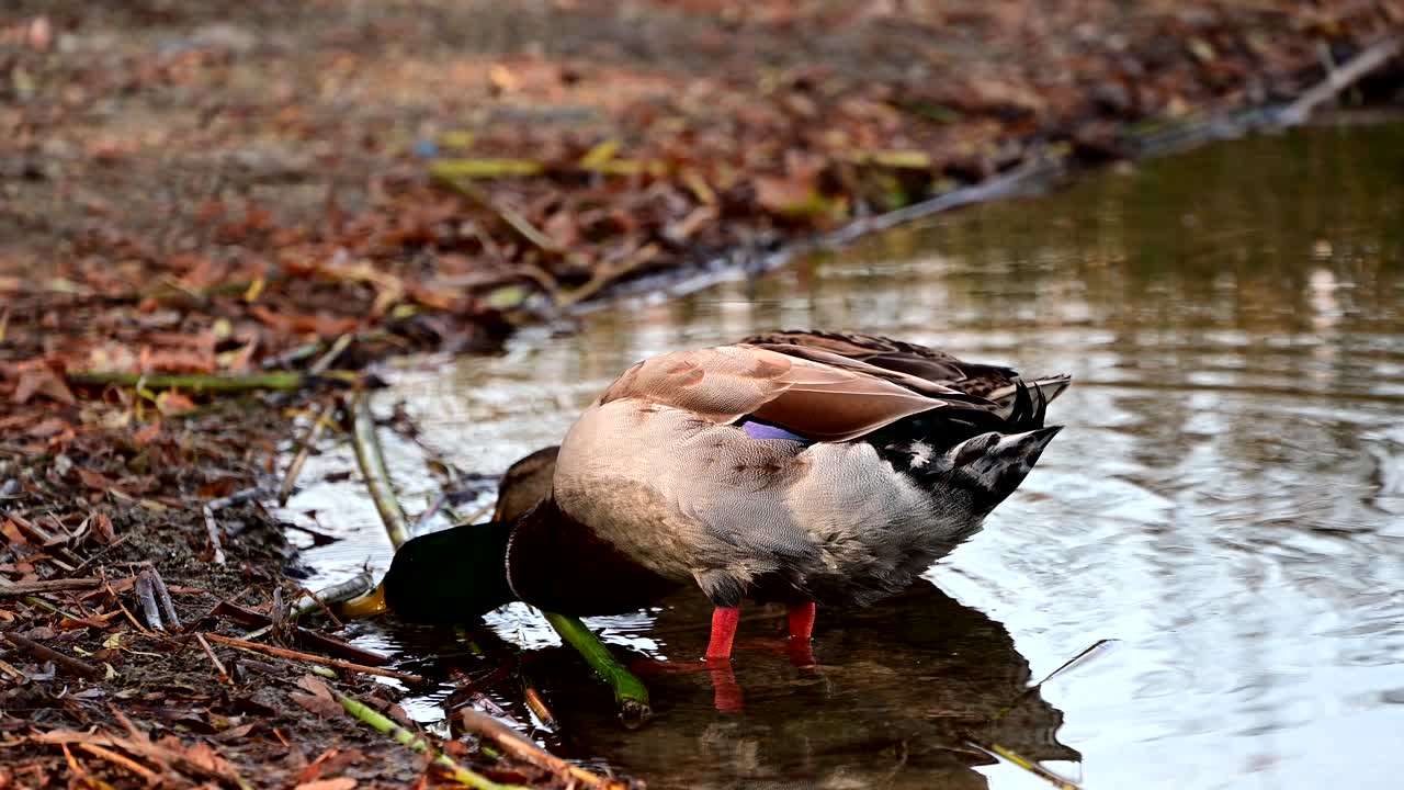 anatre domestiche vicino alla riva di un lago
