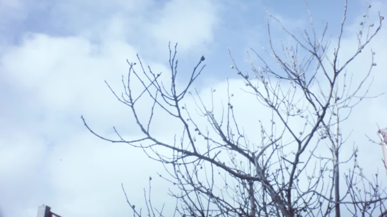 Ficus tree and blue sky