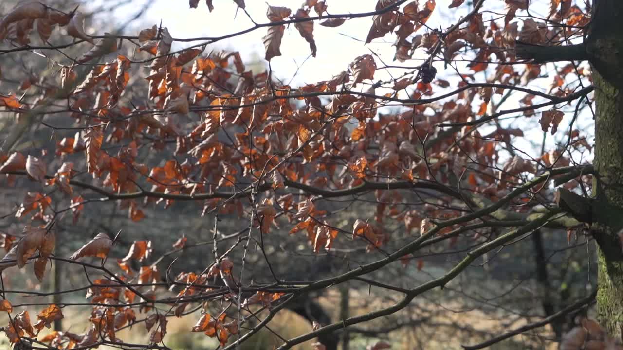 영국 리빙턴에서 바람에 날리는 나뭇가지