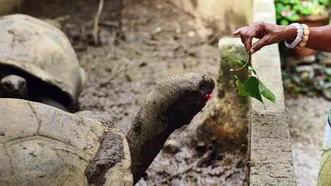 mahe seychlelles clients giving giant tortoises lipstick tree "kot-man ya