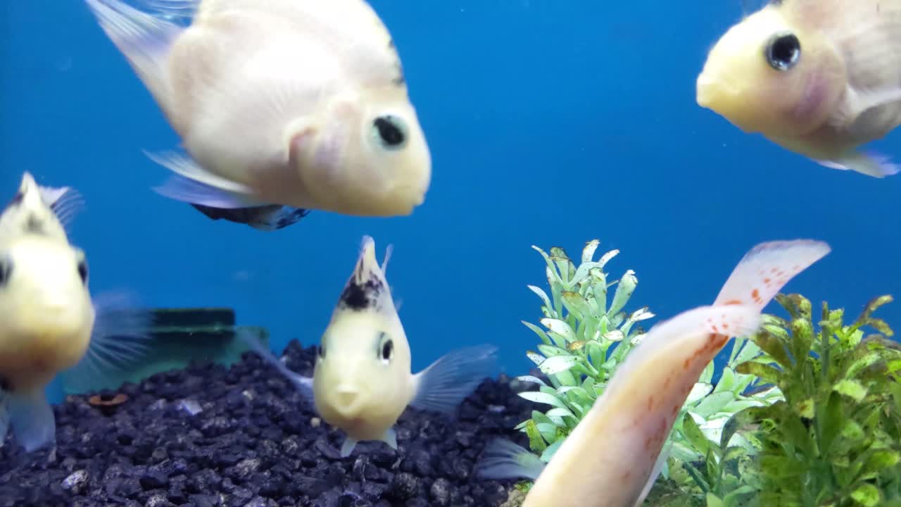 primer plano de un pez dorado blanco, con un pez negro en el fondo