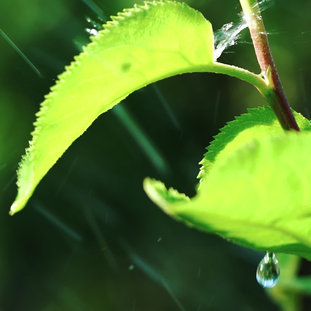 Rain Falling On Leaves. Water Drops on Leaf Surface.
