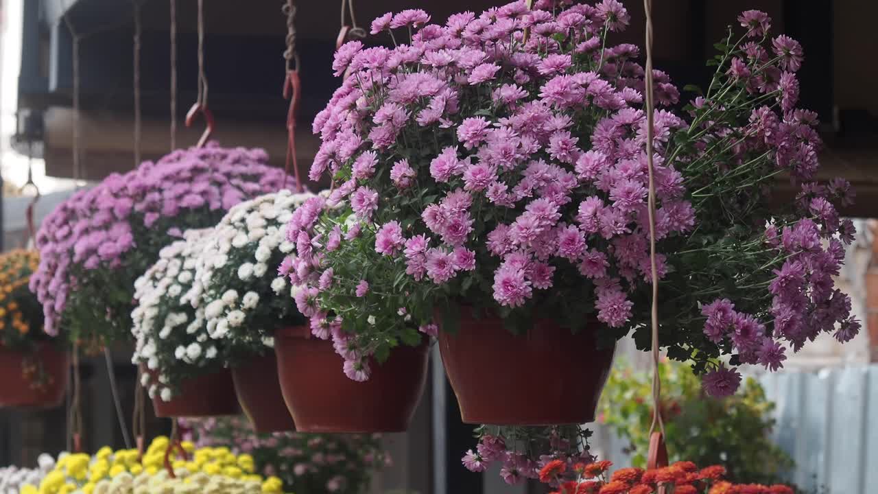 Hanging Pots of Colorful Chrysanthemum Flowers Blooming