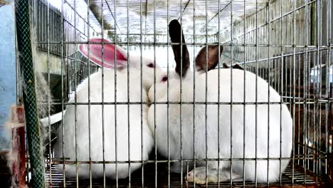 hermosos conejos en una granja en jaulas
