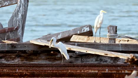 egrets on an abandoned shipwreck