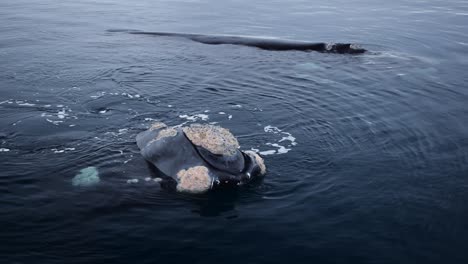 Un-Par-De-Ballenas-Francas-Australes-En-El-Mar-Azul-Profundo-De-La-Patagonia,-Argentina---Cierre-A-Cámara-Lenta