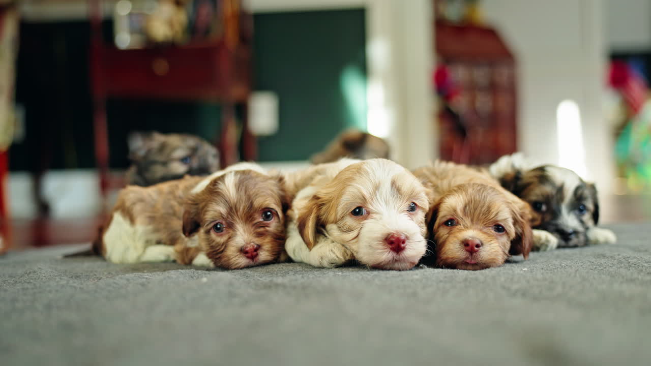 Group of Adorable Havanese Puppies Lying Down