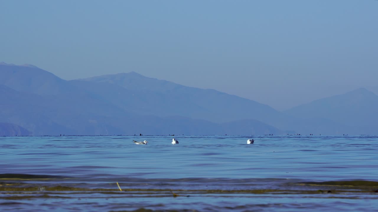갈매기는 산 배경, 낮은 각도 샷으로 호수의 잔잔한 맑은 물에서 헤엄친다