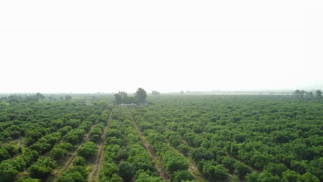 Drohne-Umkreist-Und-Dreht-Sich-über-Landwirtschaftlichen-Grünen-Feldern