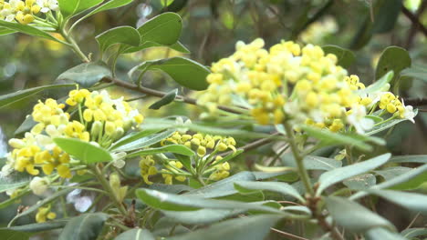 yellow and white flowers on a bush