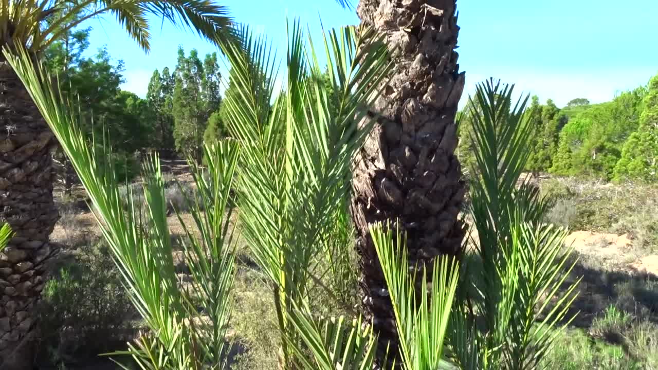 더운 여름날 녹색 야자수의 수직 팬