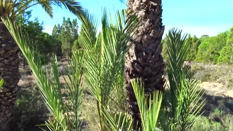 una bandeja vertical de una palmera verde en un caluroso día de verano