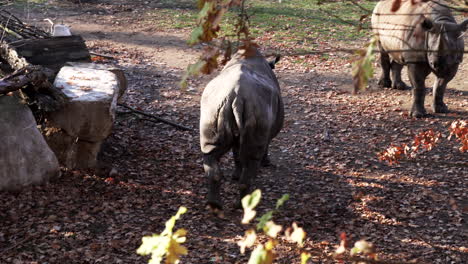 Nashorn-Weiden-Und-Herumlaufen