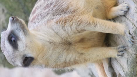 meerkat or english meerkat a small creature from the homeland of mongooses meerkat or english meerkat a small creature from the homeland of mongooses the only living representative of the genus suricata