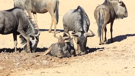 Gnus-Bedecken-Sich-An-Einem-Heißen-Tag-In-Der-Kalahari-Mit-Kühlem,-Nassem-Schlamm